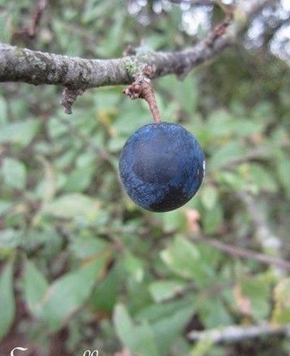Prunellier prunus - ♫,