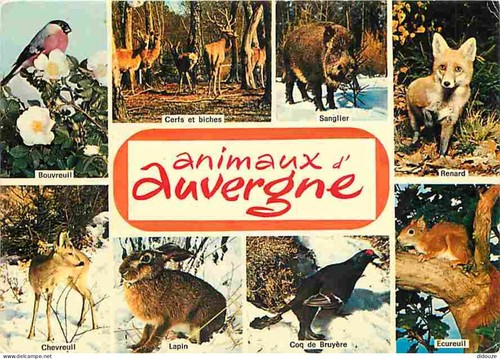 Carte postale animaux - -,
