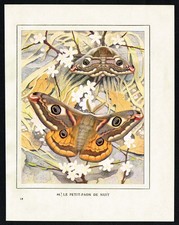 1934 Small Emperor Moth