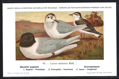 Carte postale artiste hubert - carte,