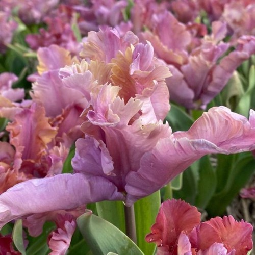 Bulbes tulipes fleurs jardin