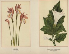Arethusa & Jimson Weed Datura Genuine 1894 Wildflower Chromolithograph Botanical