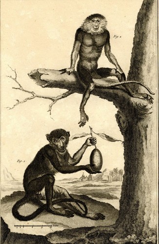 Gravure originale singe - gravure,
