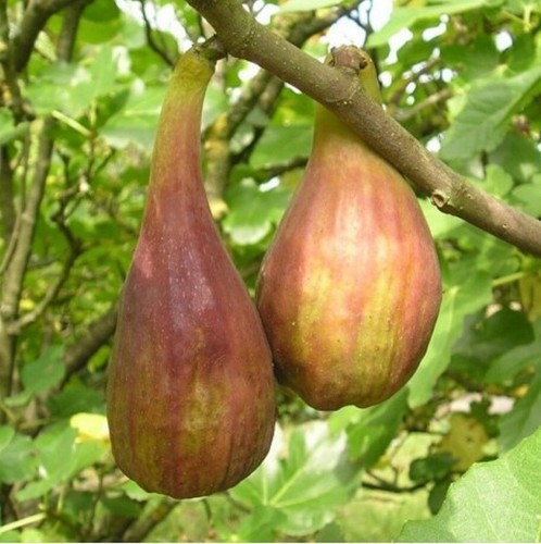 Ficus carica longue août - carica, "longue