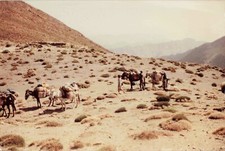 OLD PHOTOGRAPH HIGH ATLAS 1982 DONKEY CARAVAN