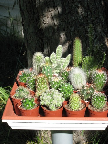 Lot cactus pot - cactus, de