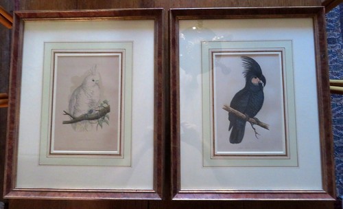 perroquets
