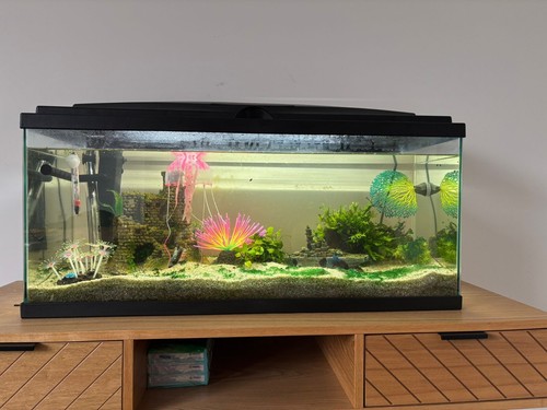Aquarium poissons 2 - poissons,,