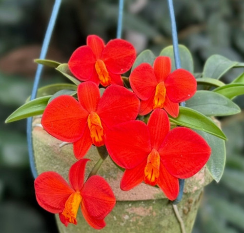 Sophronitis riograndensis