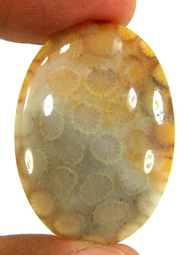 Corail fossile - corail,