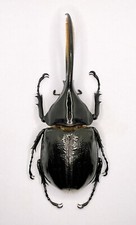 Entomology Taxidermy: Dynastes Hercules Occidentalis Male 128mm+/-. A1