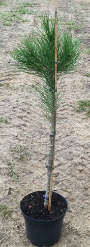 Pinus pinea silver - crest'®, /
