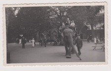 Photo argentique Belgique zoo d'Anvers 1936 ballade à dos d'éléphant animée