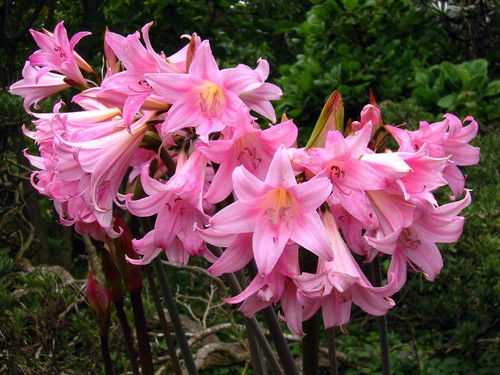 Amaryllis belladonna pink - 10,
