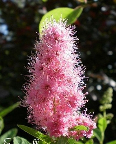 Spiree billardii rose - ♫, 'billardii'