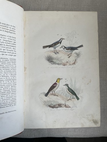 Buffon les oiseaux - buffon,