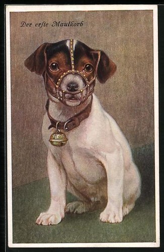 Terrier avec première - terrier, sa