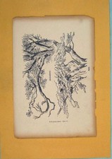 Original Old Antique Print Wallnuphaum Buche Tree Flower Plant 20th Century
