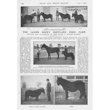 The Ladies Hope's Shetland Pony Farm 2x Antique Prints 1901