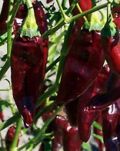 Onza graines piment - 25, de