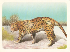 Disney: Animals Card - Mickey's Diary Collection .No 26.EGYPT LEOPARD