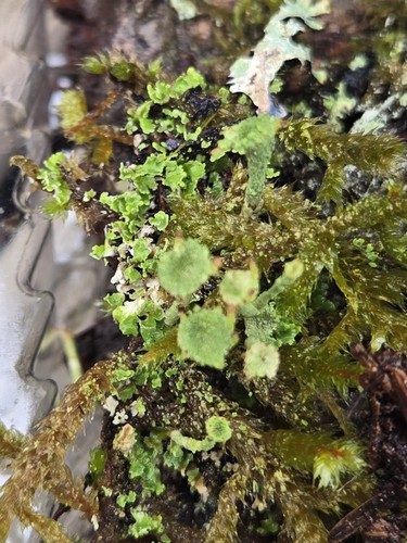 Large lichen moss assortment - lichen/moss,