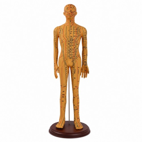 Mannequin acupuncture avec - d’acupuncture,