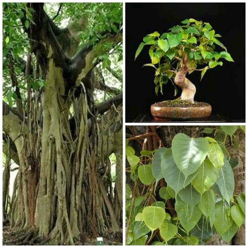 Graines ficus religiosa - 10,