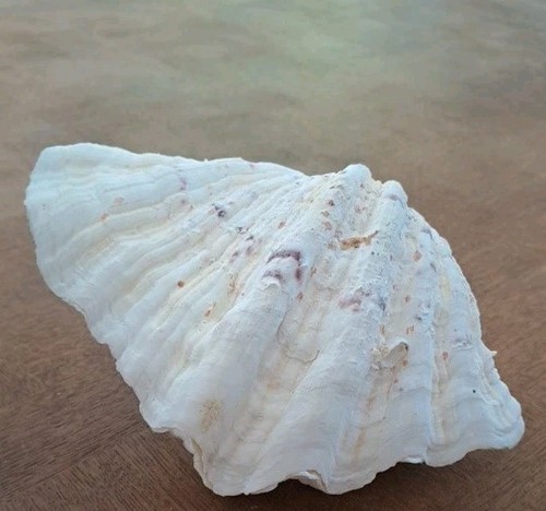 Ancien coquillage bénitier - coquillage, l