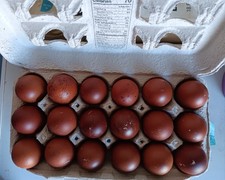 10+ Hatching Eggs, French