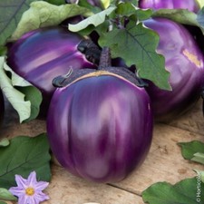 Lot De 25 Graines Aubergine