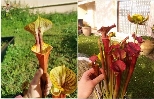Graines sarracenia 2022 - graines,
