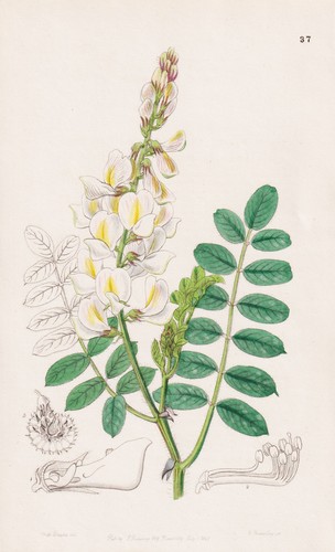 Onobrychis radiata caucase - onobrychis,