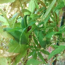 10 graines de cyclanthère –