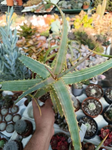 Aloe arborescens varié