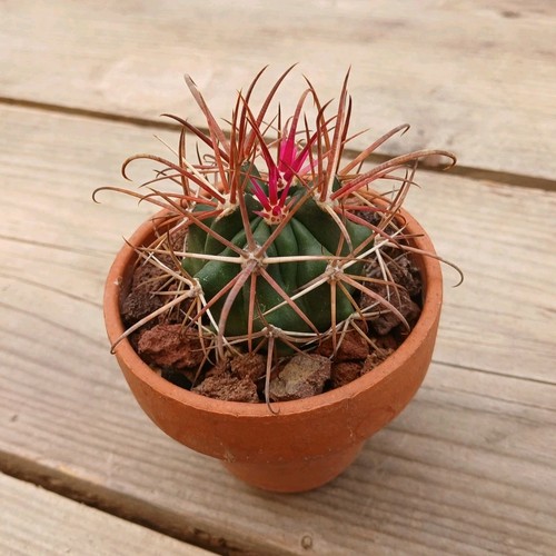 Ferocactus chrysacanthus - ferocactus,