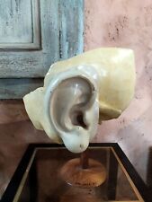 XXL Large Anatomical Model Ear x200 Antique Skinned Cabinet Curiosity 