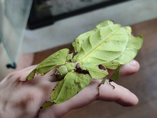 Œufs Phasmes Phyllium