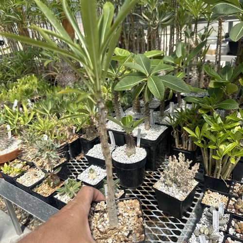Pachypodium rutenbergianum