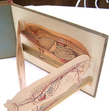 LE PORC anatomie physiologie