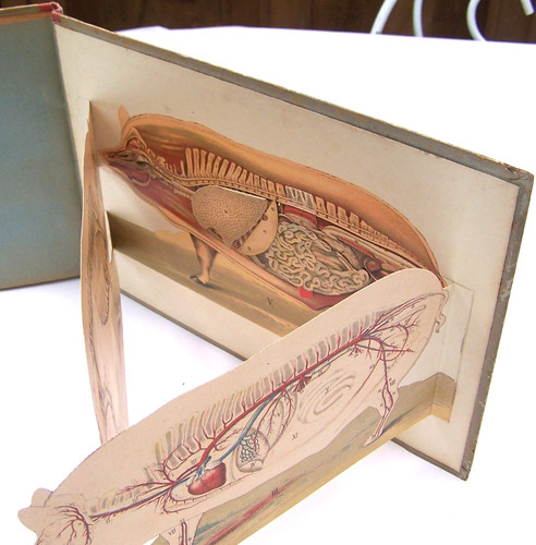 Porc anatomie physiologie - le,
