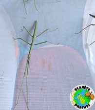 Ramulus sp "Bokor" eggs x30