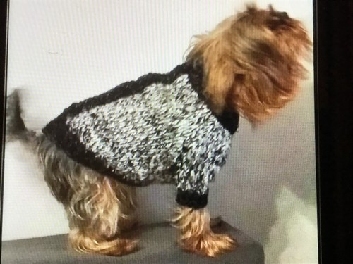 Vetement pour chien manteau - pour,