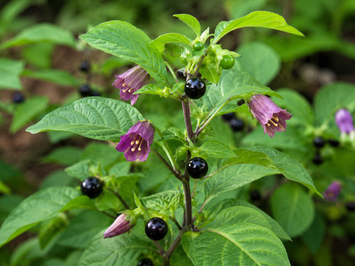 Atropa belladonna 500 - belladonna,,