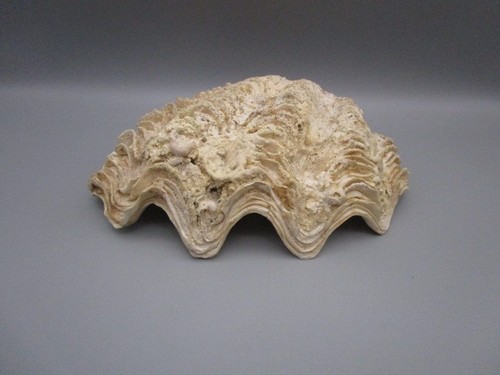 Coquillage bénitier ancien - ,