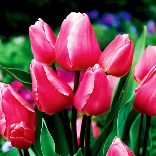 Bulbes tulipes - de,