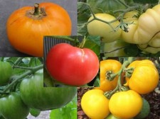 20 GRAINES DE TOMATES BIO (CERISE,NOIRE DE C,ANDINE C,GREEN Z) PARMI 69 VARIÉTÉS