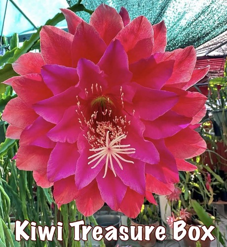 Epiphyllum kiwi treasure box - treasure,