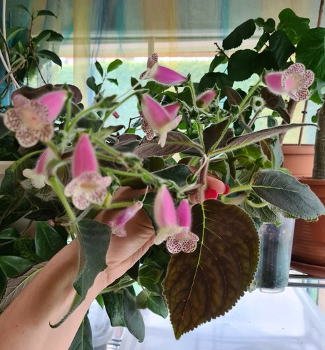 Kohleria hcy jardin - "hcy's,
