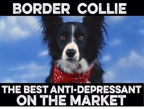 Border collie dog - ,